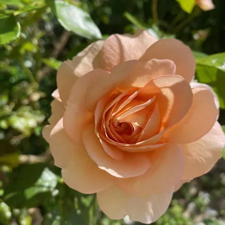 La Vie En Rose * Greifenberg