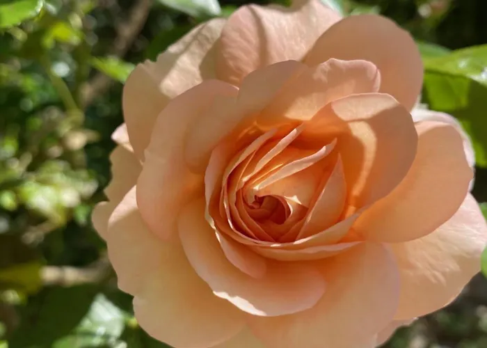 La Vie En Rose * Greifenberg